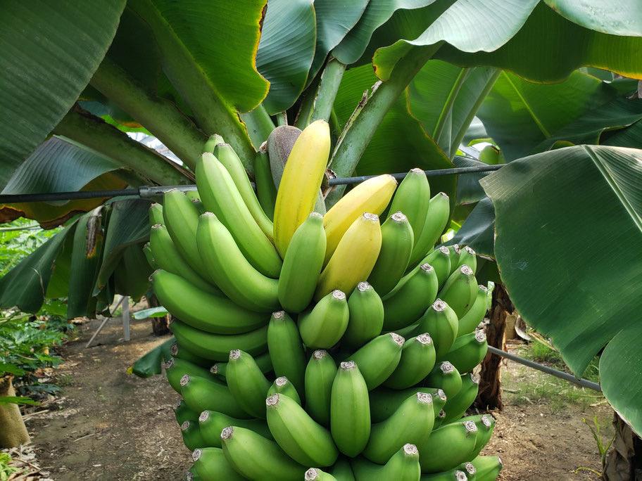 バナナ栽培友の会