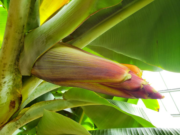 バナナの花蕾